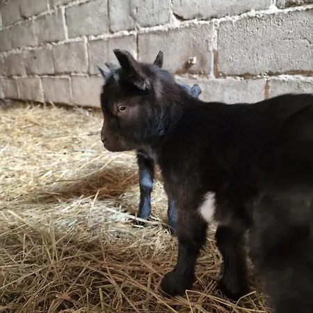 Feriegård Mana Village - Jacuzzi & Sauna Barłomino
