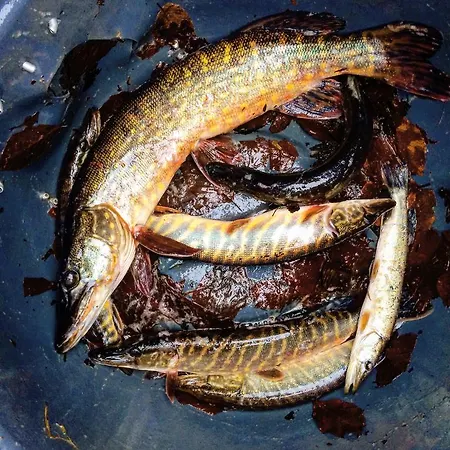 Feriegård Mana Village - Jacuzzi & Sauna Barłomino