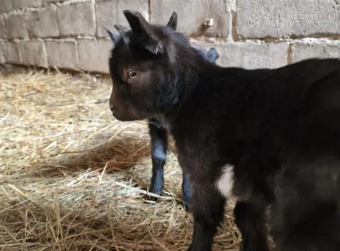 Farm stay Mana Village - Jacuzzi & Sauna Barlomino